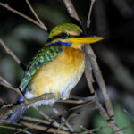 Rufous-collared Kingfisher (image by Sjoerd Radstaak)
