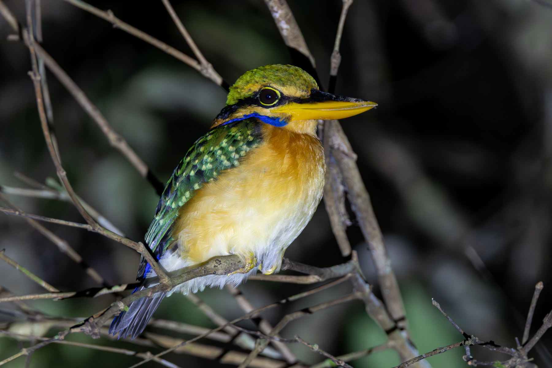 Rufous-collared Kingfisher (image by Sjoerd Radstaak)