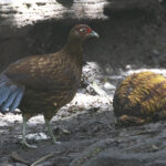 Salvadori's Pheasant (image by Sjoerd Radstaak)