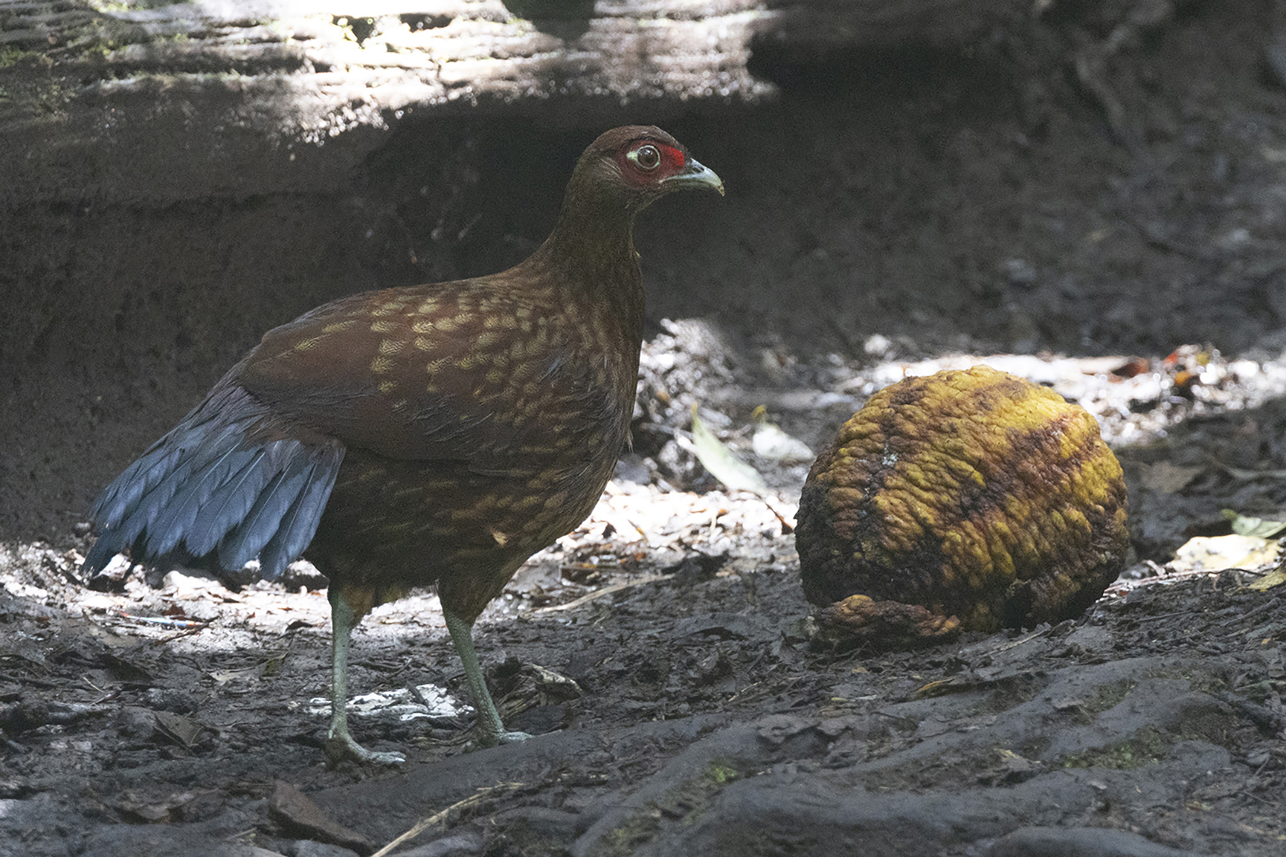 Salvadori's Pheasant (image by Sjoerd Radstaak)