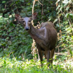 Sambar (image by Sjoerd Radstaak)