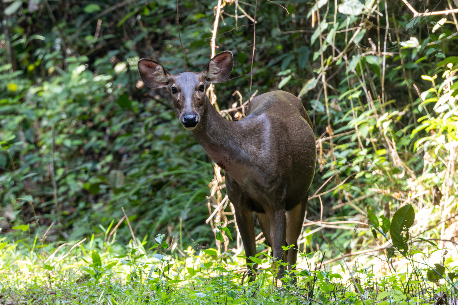 Sambar (image by Sjoerd Radstaak)