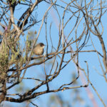 female Sardinian Warbler (image by Diedert Koppenol)