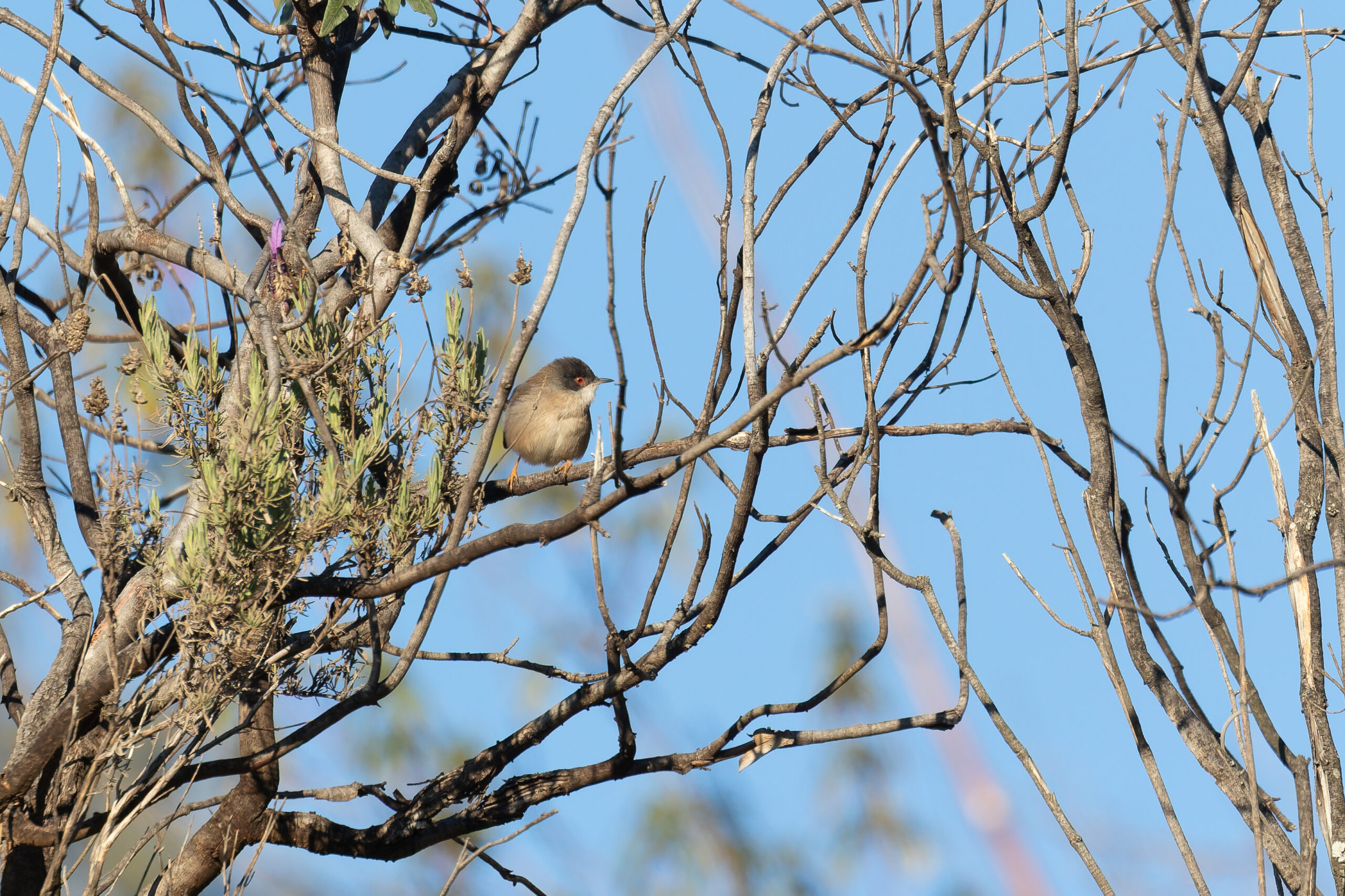 female Sardinian Warbler (image by Diedert Koppenol)
