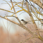 male Sardinian Warbler (image by Diedert Koppenol)