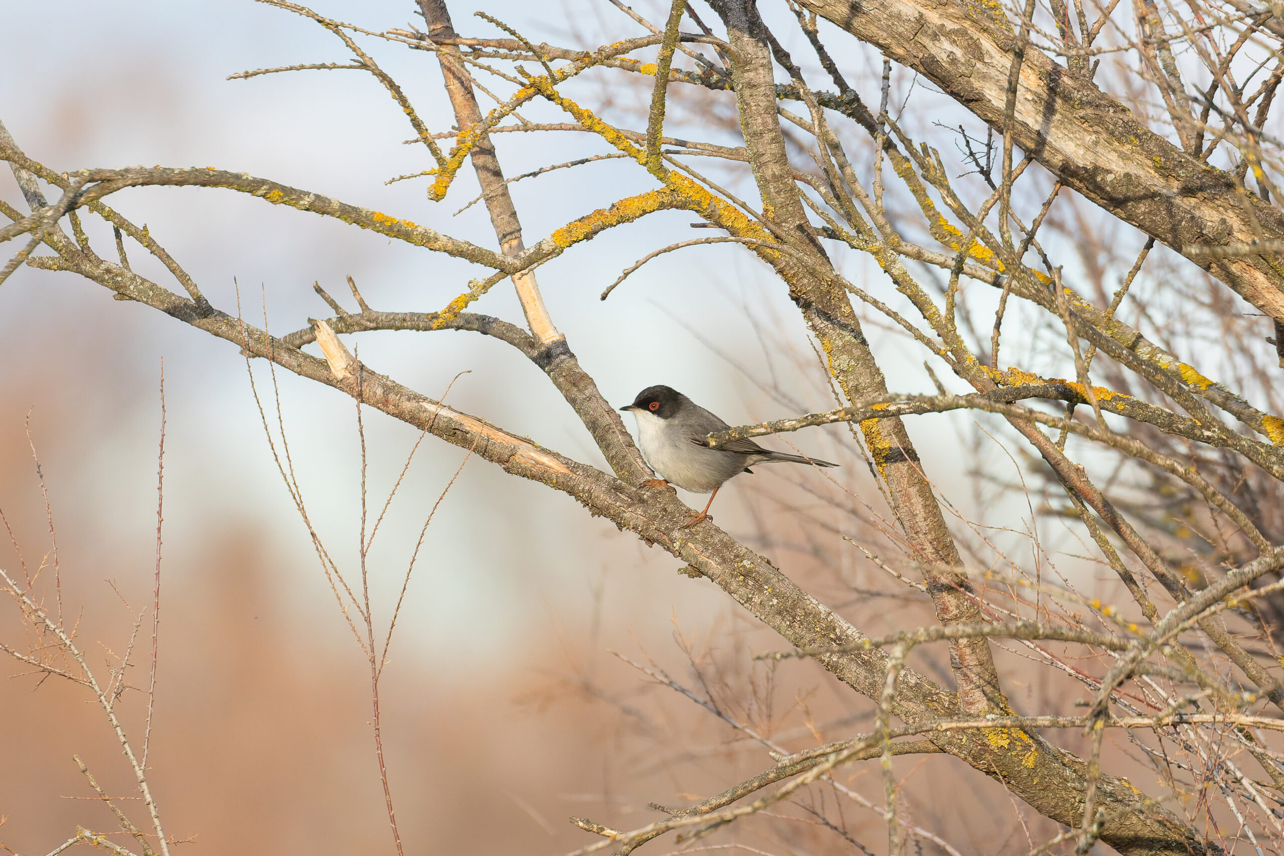 male Sardinian Warbler (image by Diedert Koppenol)