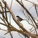 male Sardinian Warbler (image by Diedert Koppenol)