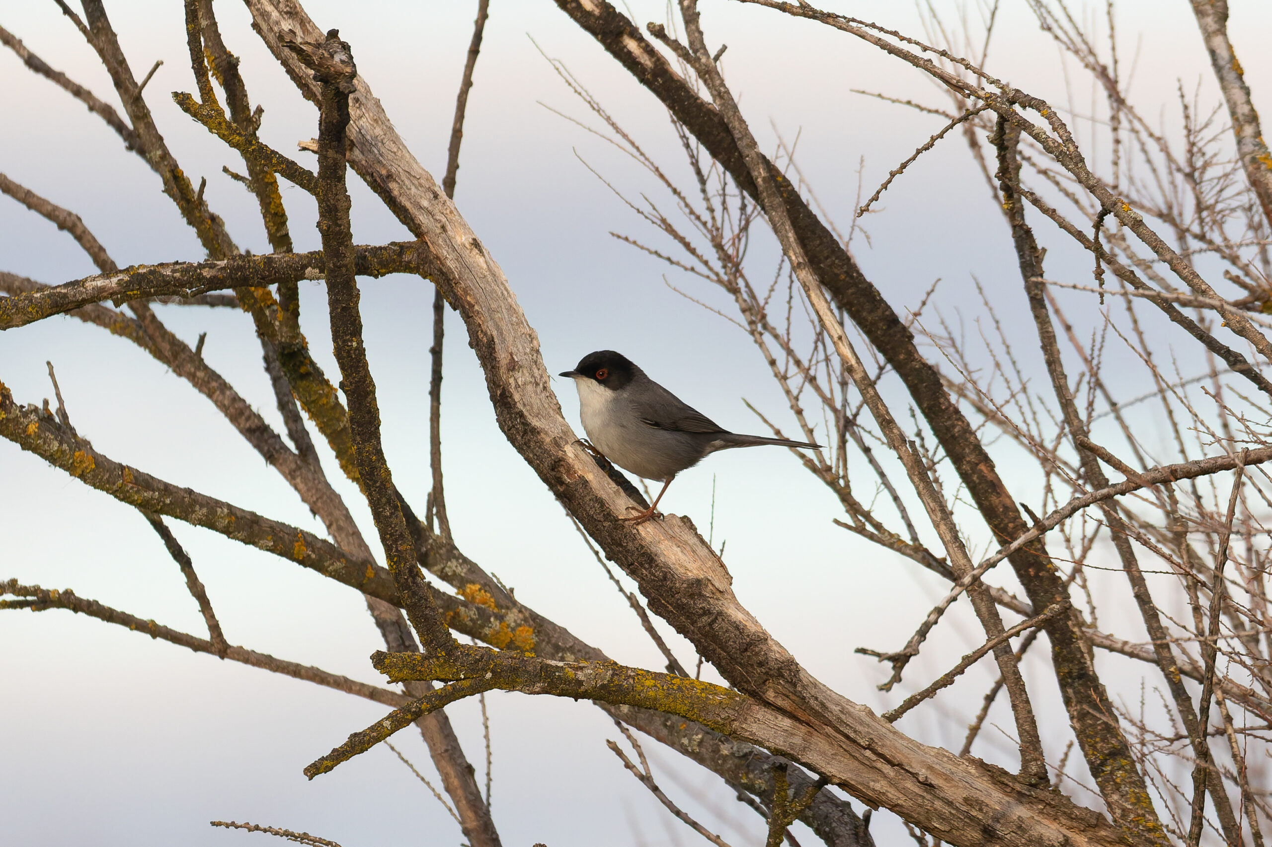 male Sardinian Warbler (image by Diedert Koppenol)