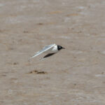 Saunders's Gull (image by Diedert Koppenol)