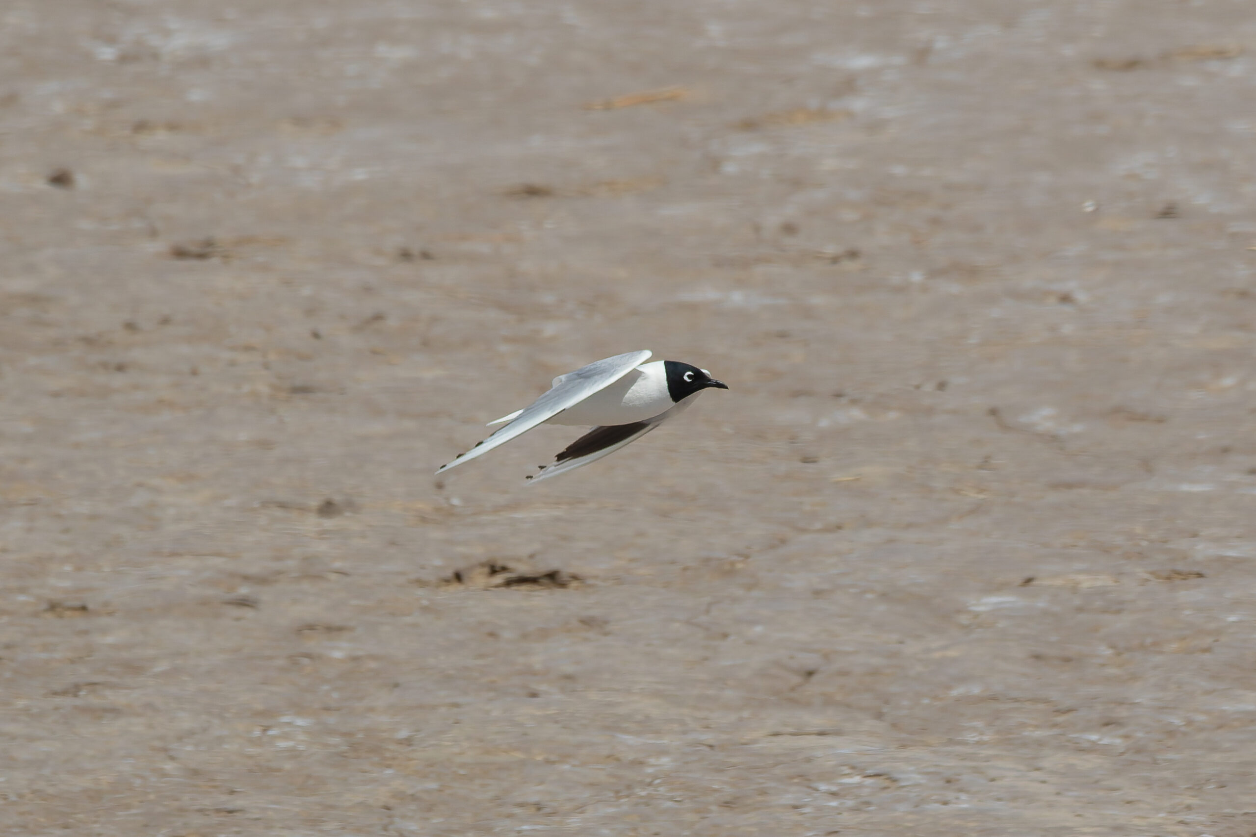 Saunders's Gull (image by Diedert Koppenol)