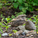 Savanna Nightjar (image by Dave Farrow)