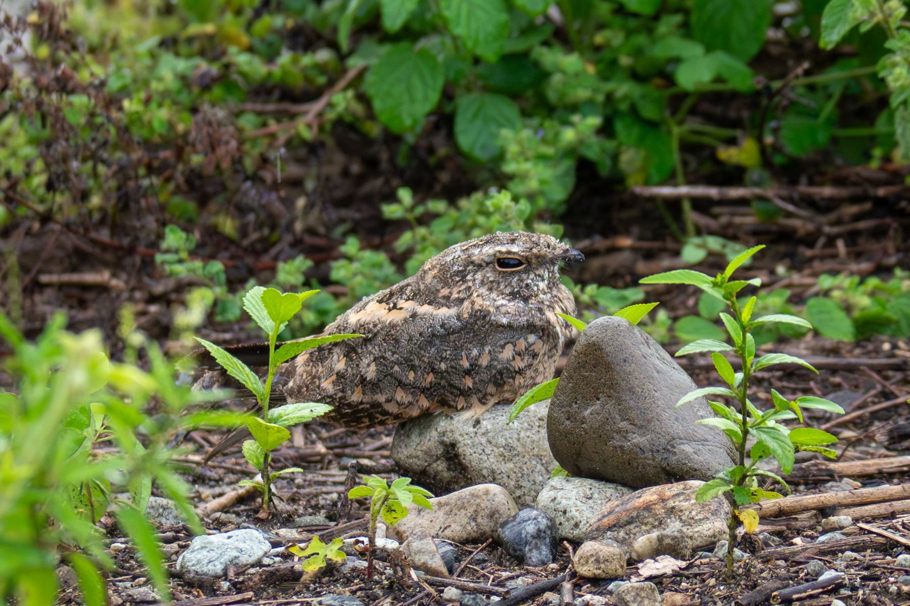 Savanna Nightjar (image by Dave Farrow)