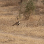 Savile's Bustard (image by Diedert Koppenol)