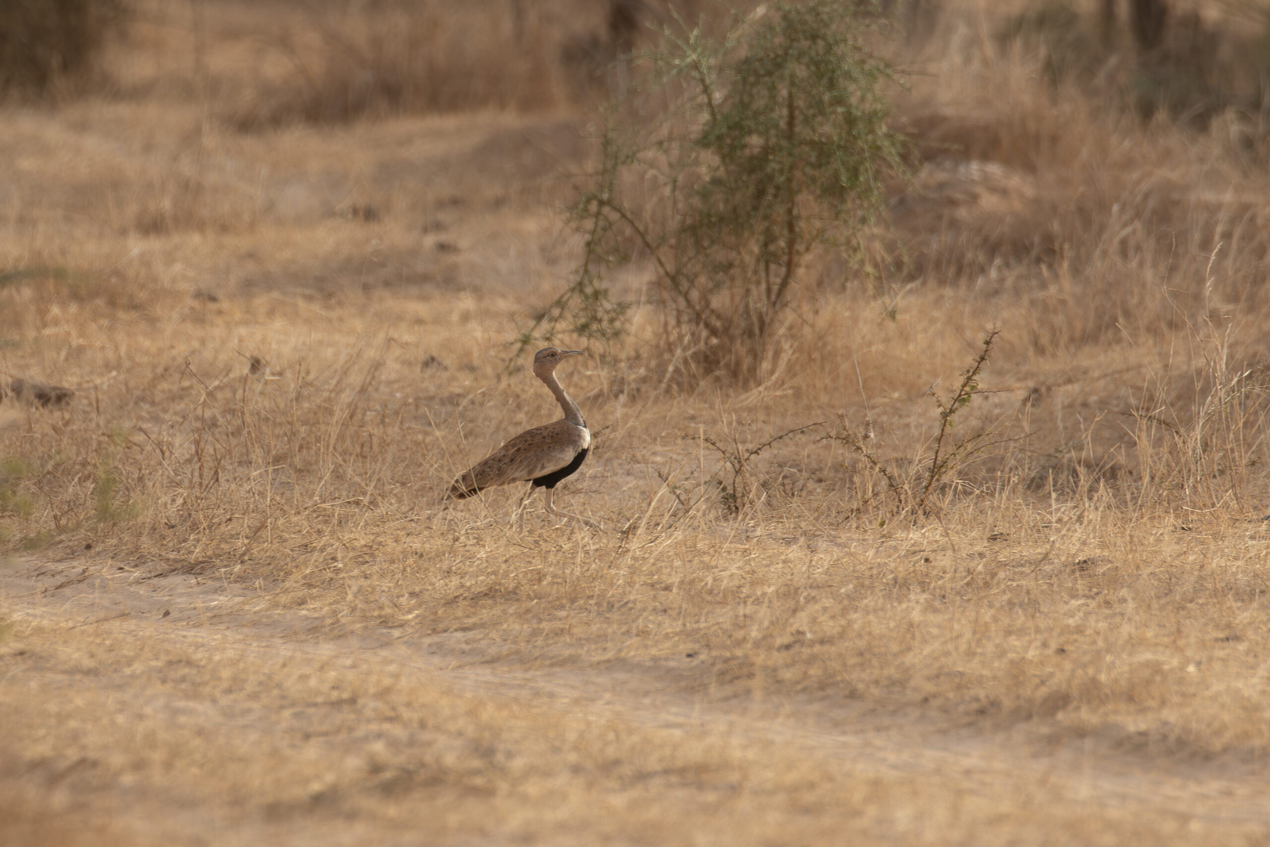 Savile's Bustard (image by Diedert Koppenol)