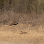 Savile's Bustard (image by Diedert Koppenol)