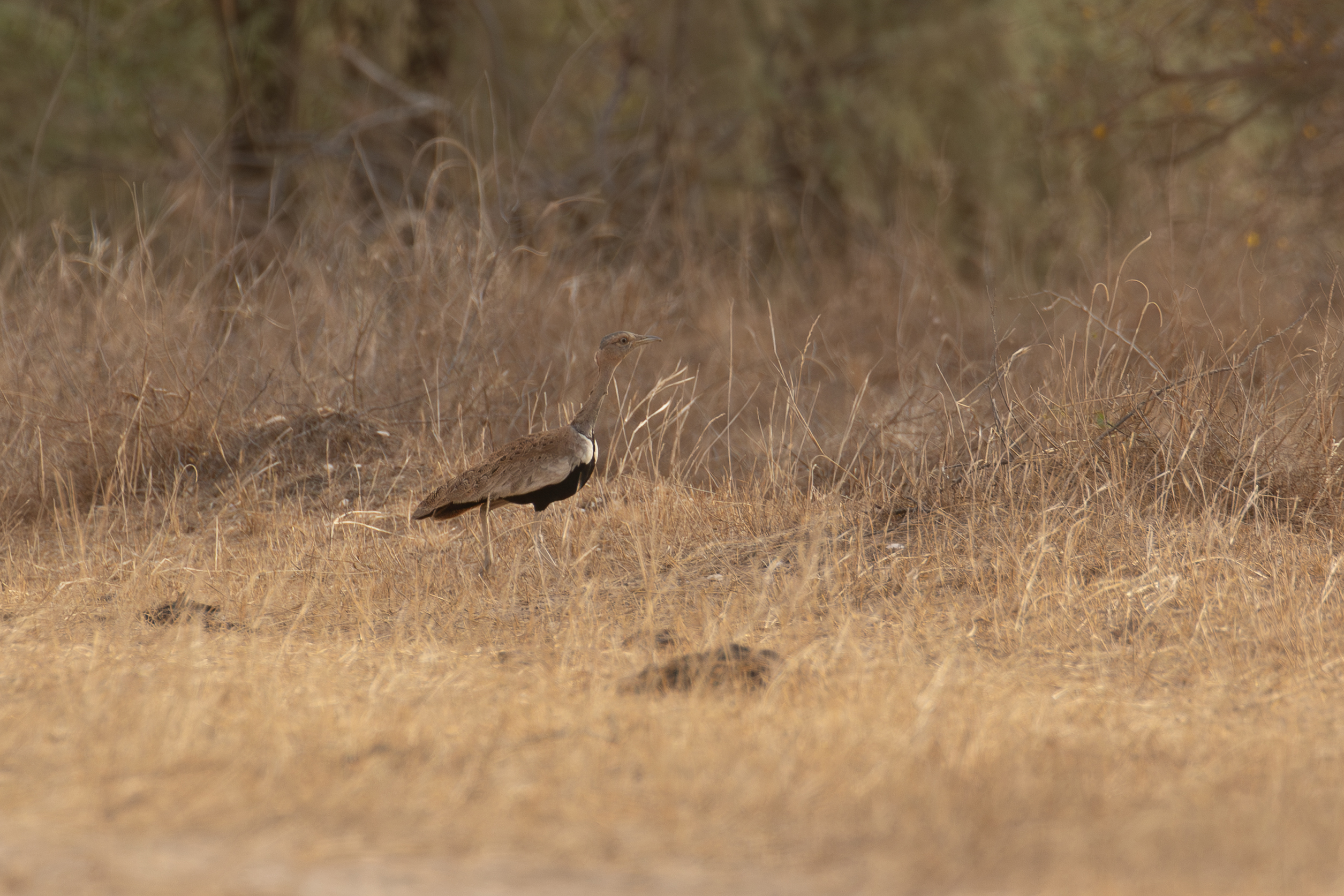 Savile's Bustard (image by Diedert Koppenol)