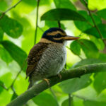 Scaly Kingfisher (image by Dave Farrow)