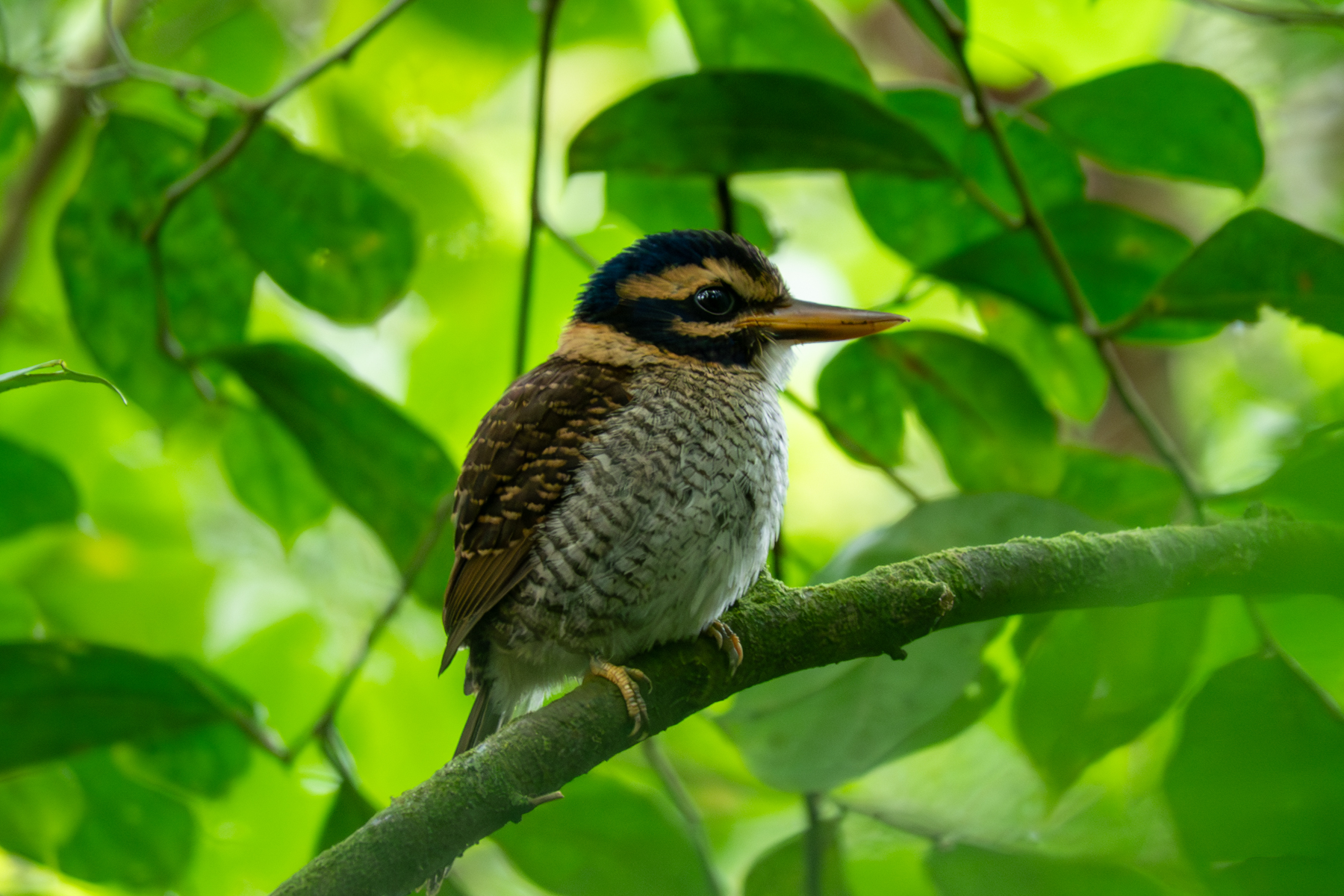 Scaly Kingfisher (image by Dave Farrow)