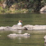 female Scaly-sided Merganser (image by Diedert Koppenol)