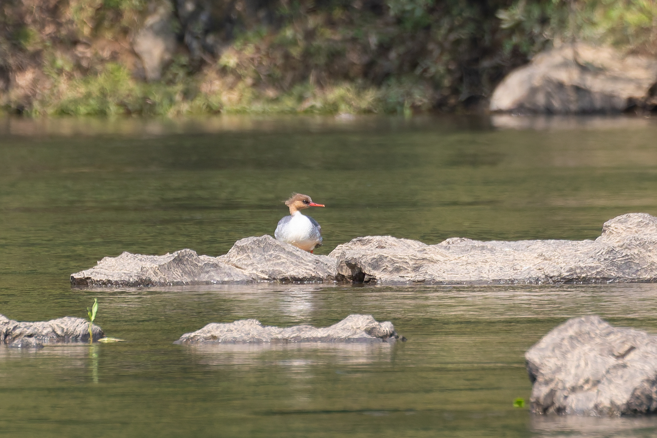 female Scaly-sided Merganser (image by Diedert Koppenol)
