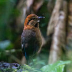 Schneider's Pitta (image by Sjoerd Radstaak)
