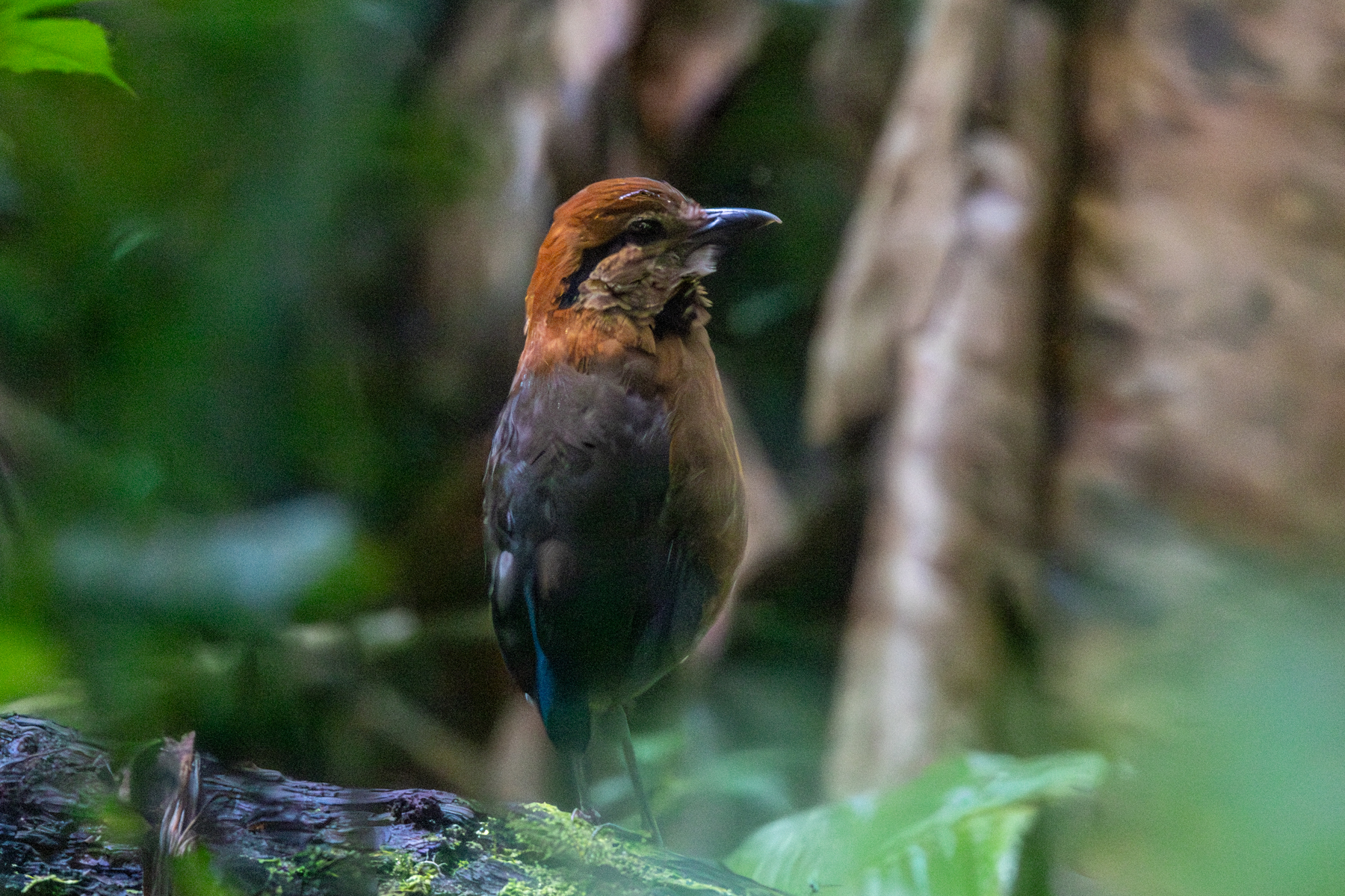 Schneider's Pitta (image by Sjoerd Radstaak)