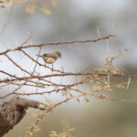 Sennar Penduline Tit (image by Diedert Koppenol)