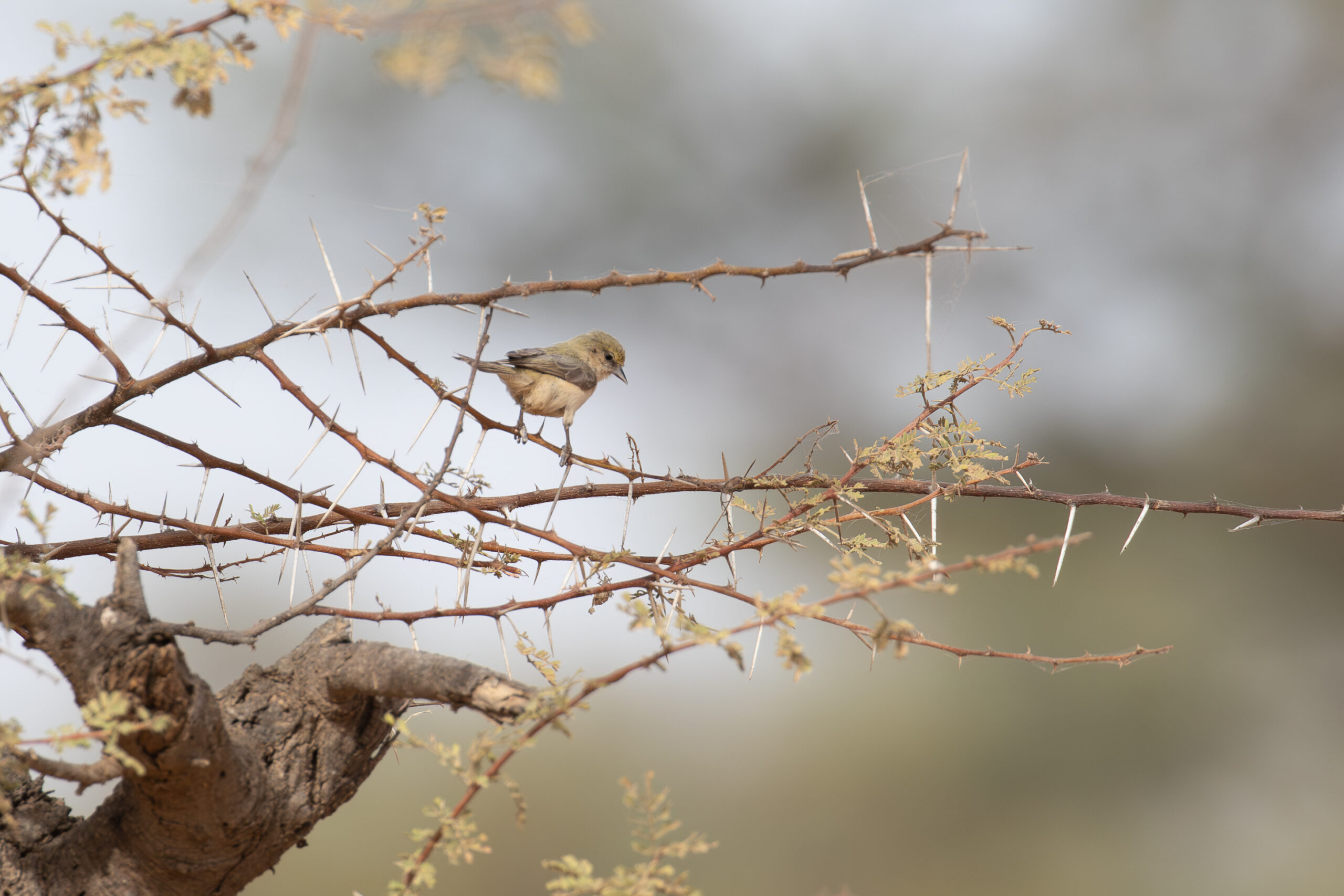 Sennar Penduline Tit (image by Diedert Koppenol)