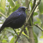 Shiny Whistling Thrush (image by Sjoerd Radstaak)