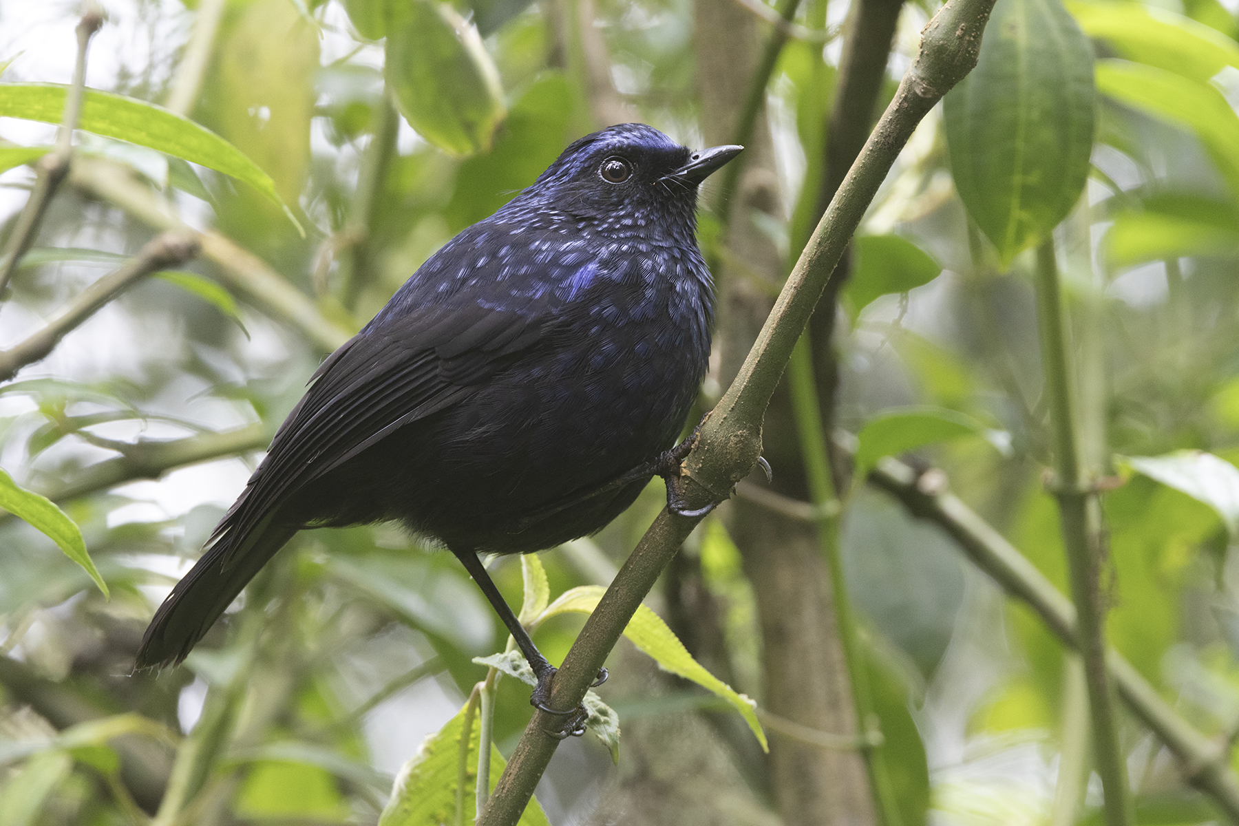 Shiny Whistling Thrush (image by Sjoerd Radstaak)
