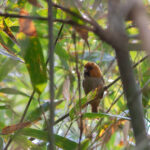 Short-tailed Parrotbill (image by Diedert Koppenol)