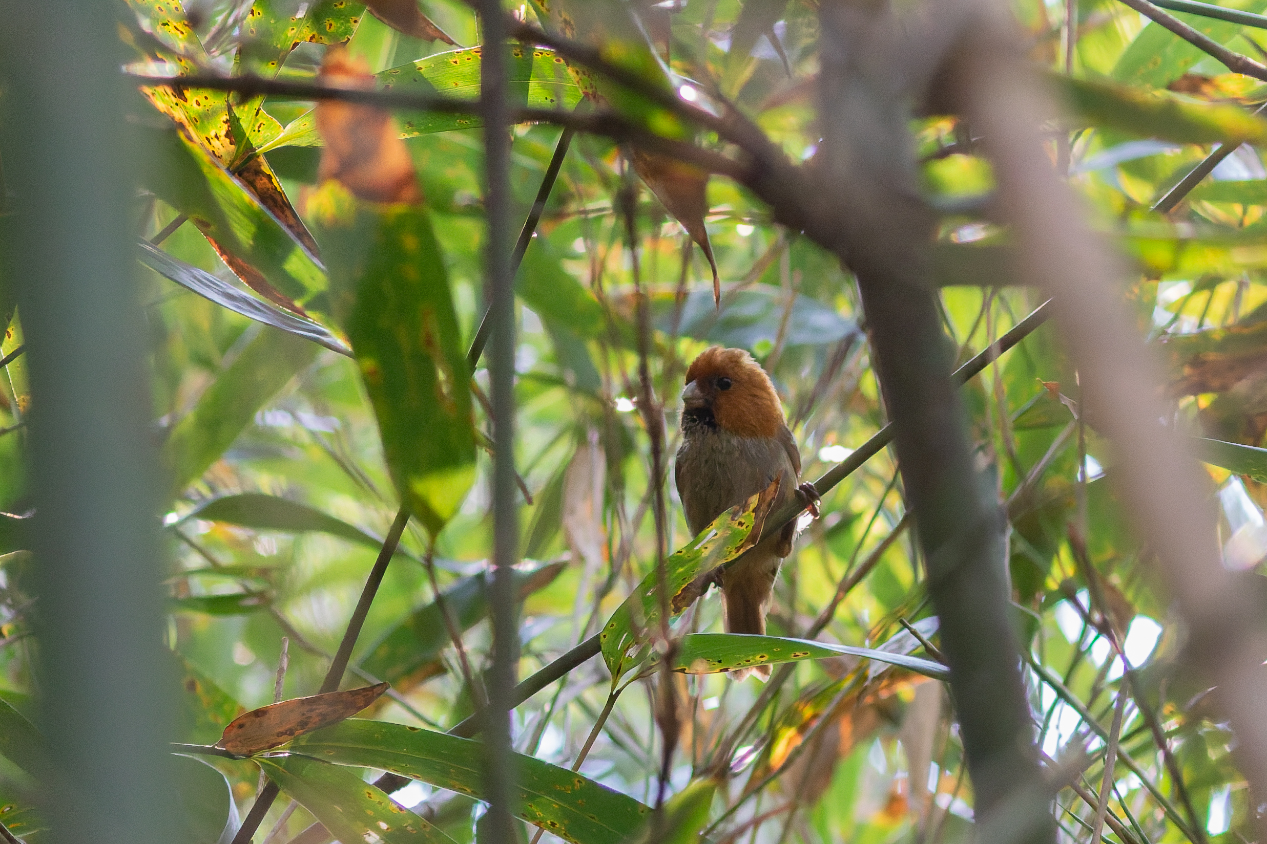 Short-tailed Parrotbill (image by Diedert Koppenol)