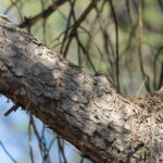 Short-toed Treecreeper (image by Diedert Koppenol)
