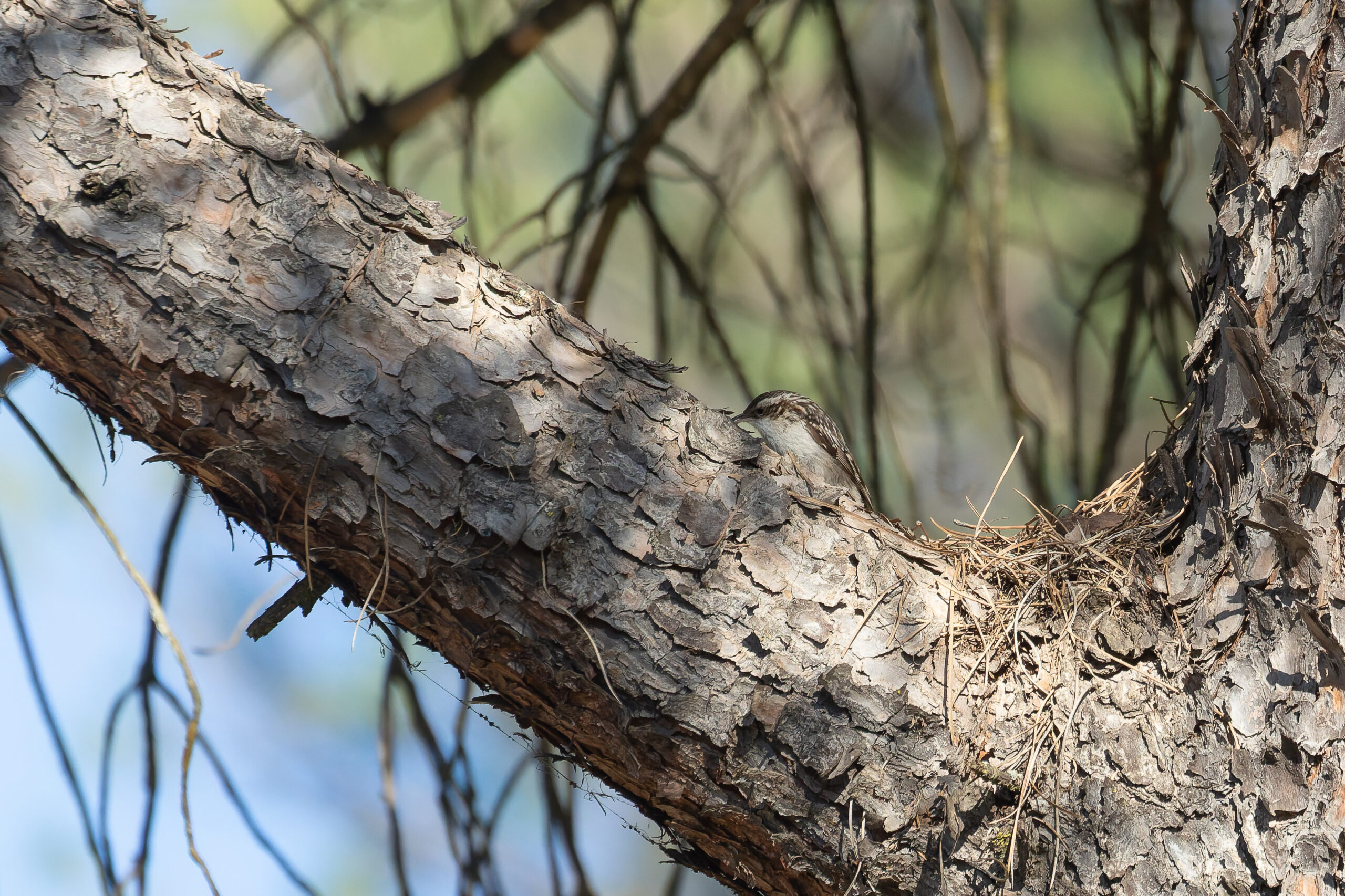 Short-toed Treecreeper (image by Diedert Koppenol)