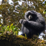 Siamang (image By Sjoerd Radstaak)