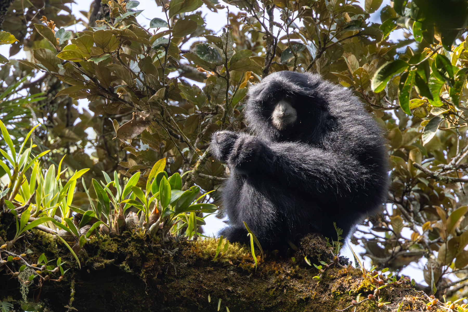 Siamang (image By Sjoerd Radstaak)