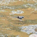 Slaty-backed Forktail (image by Diedert Koppenol)