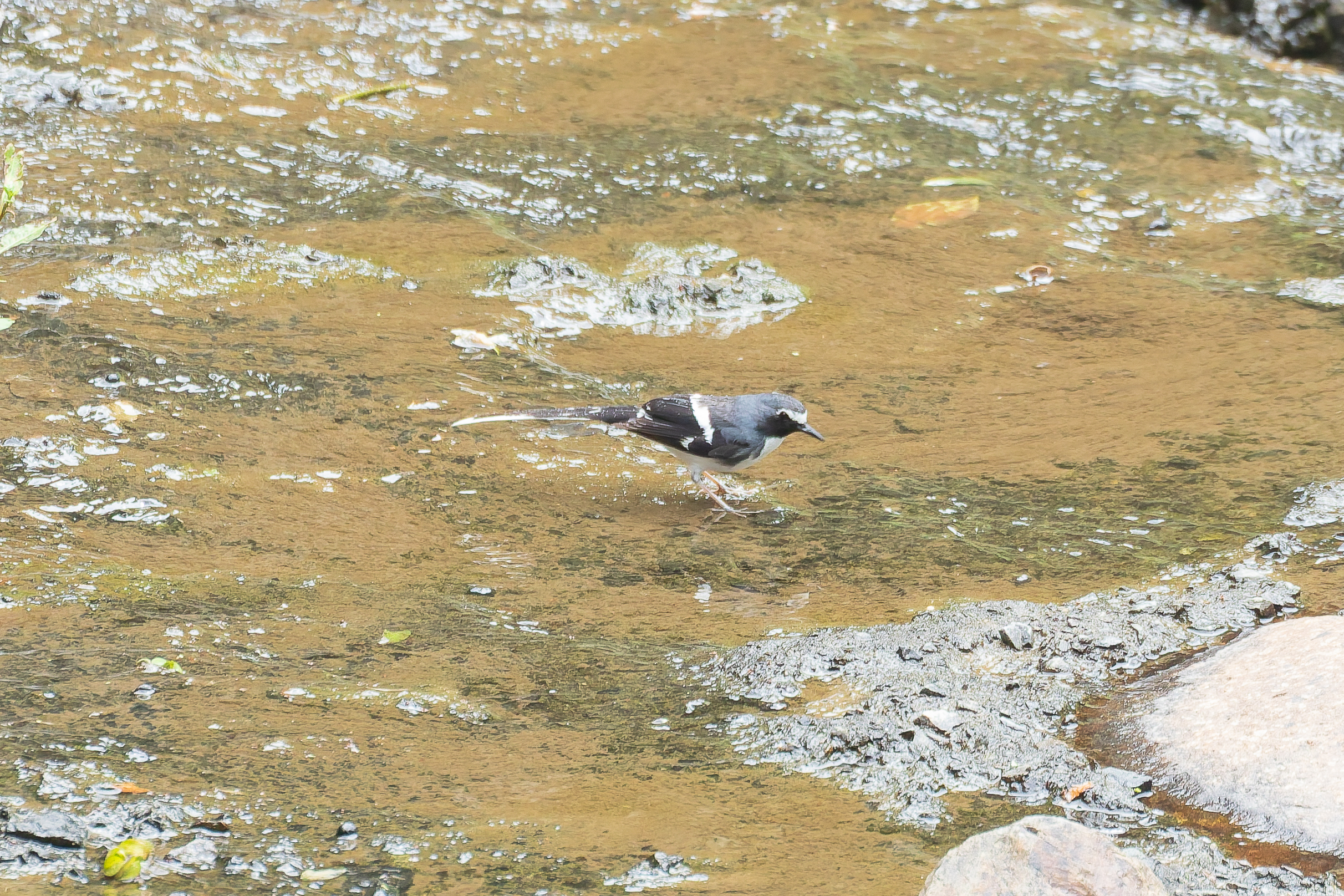 Slaty-backed Forktail (image by Diedert Koppenol)