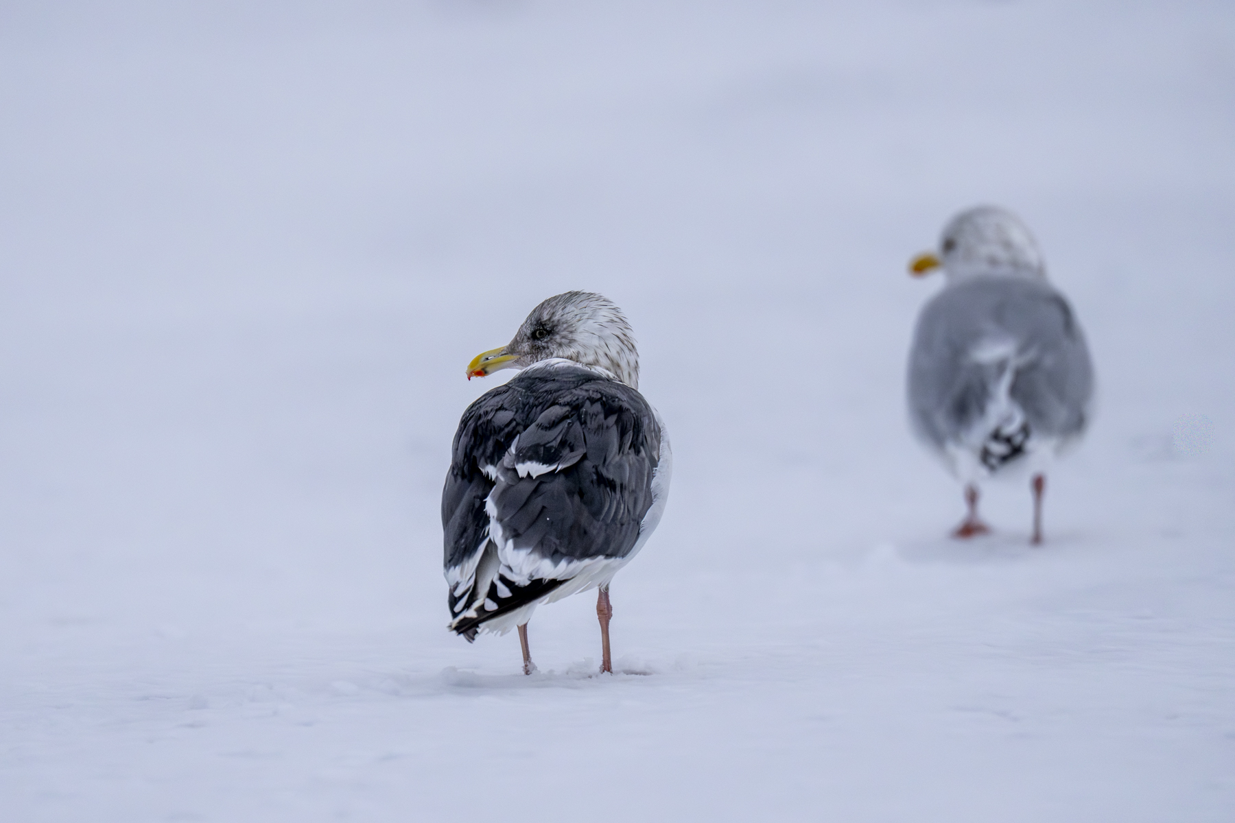 Slaty-backed Gull and 'Thayer's' Gull (image by Mark Beaman)