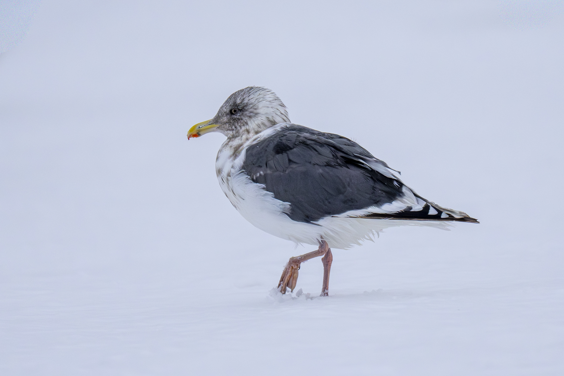 Slaty-backed Gull (image by Mark Beaman)