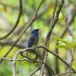 Small Niltava (image by Diedert Koppenol)
