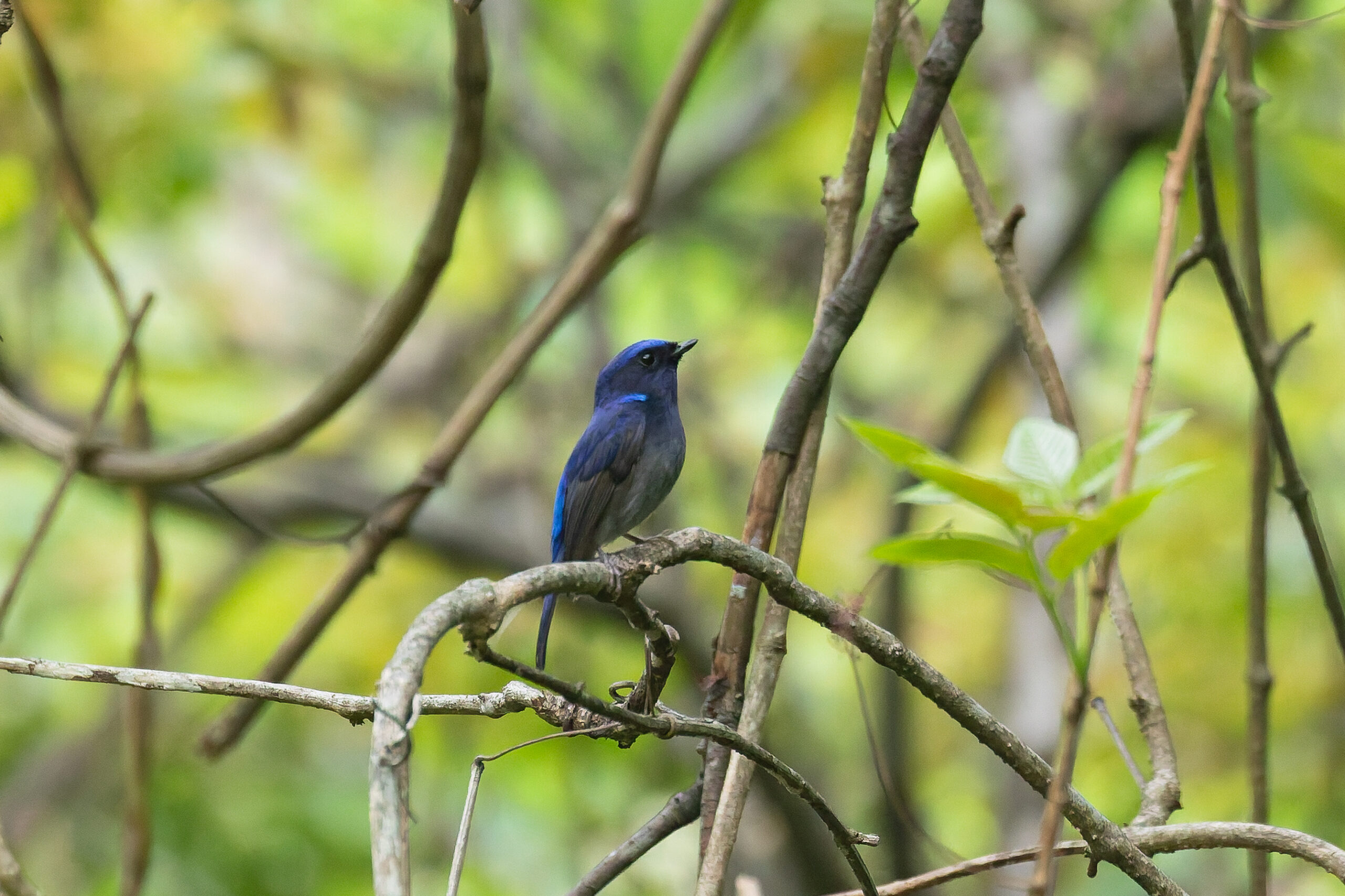Small Niltava (image by Diedert Koppenol)