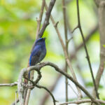 Small Niltava (image by Diedert Koppenol)