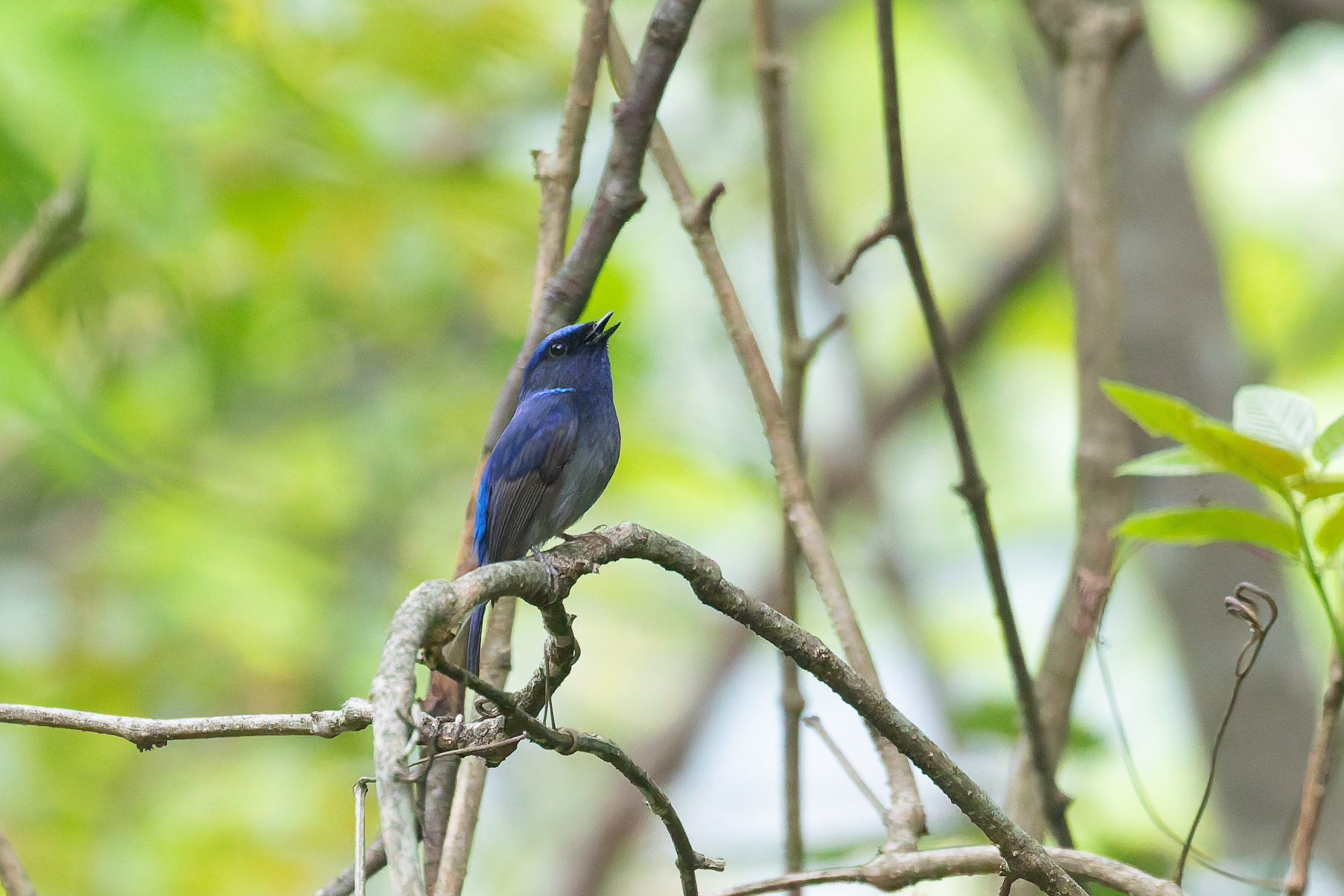 Small Niltava (image by Diedert Koppenol)