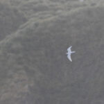 Snow Petrel (image by Diedert Koppenol)