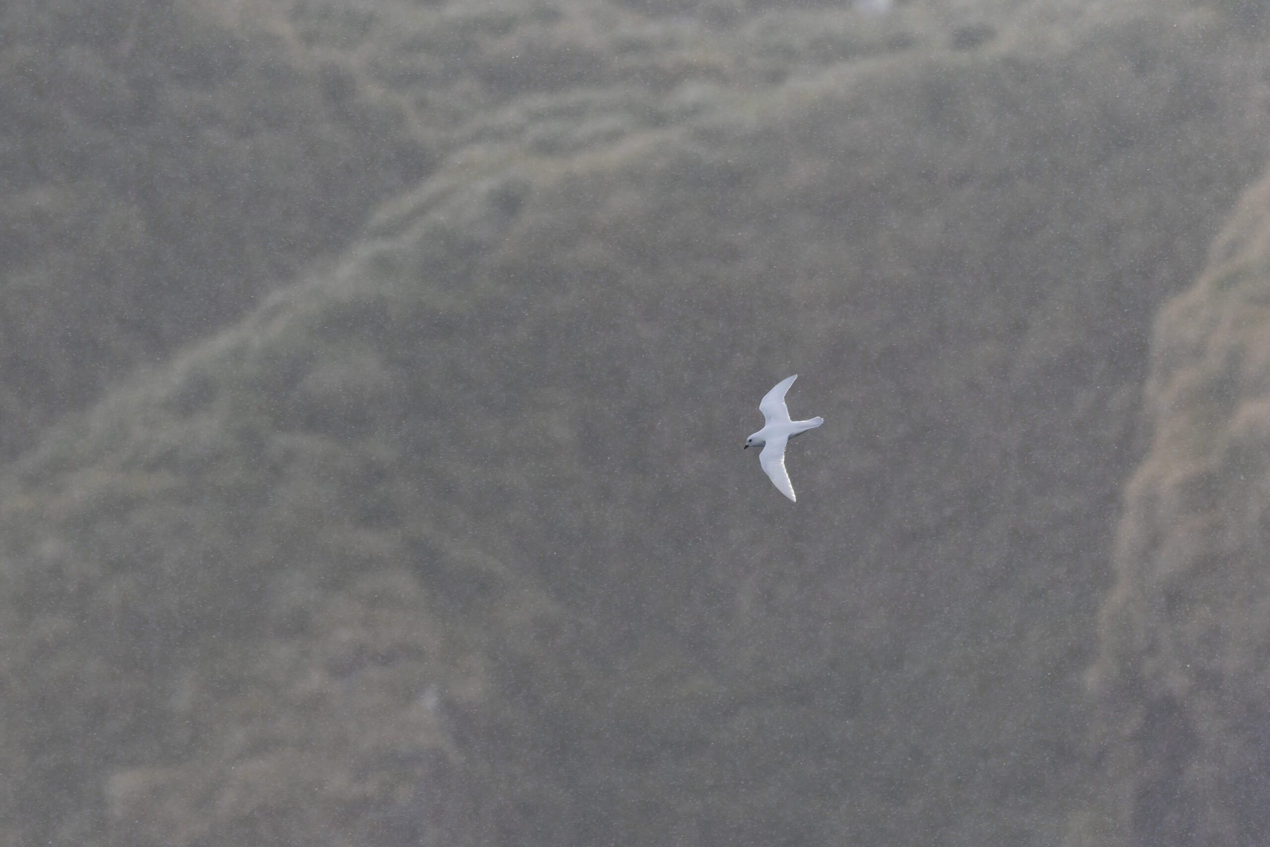 Snow Petrel (image by Diedert Koppenol)