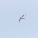 Snow Petrel (image by Diedert Koppenol)