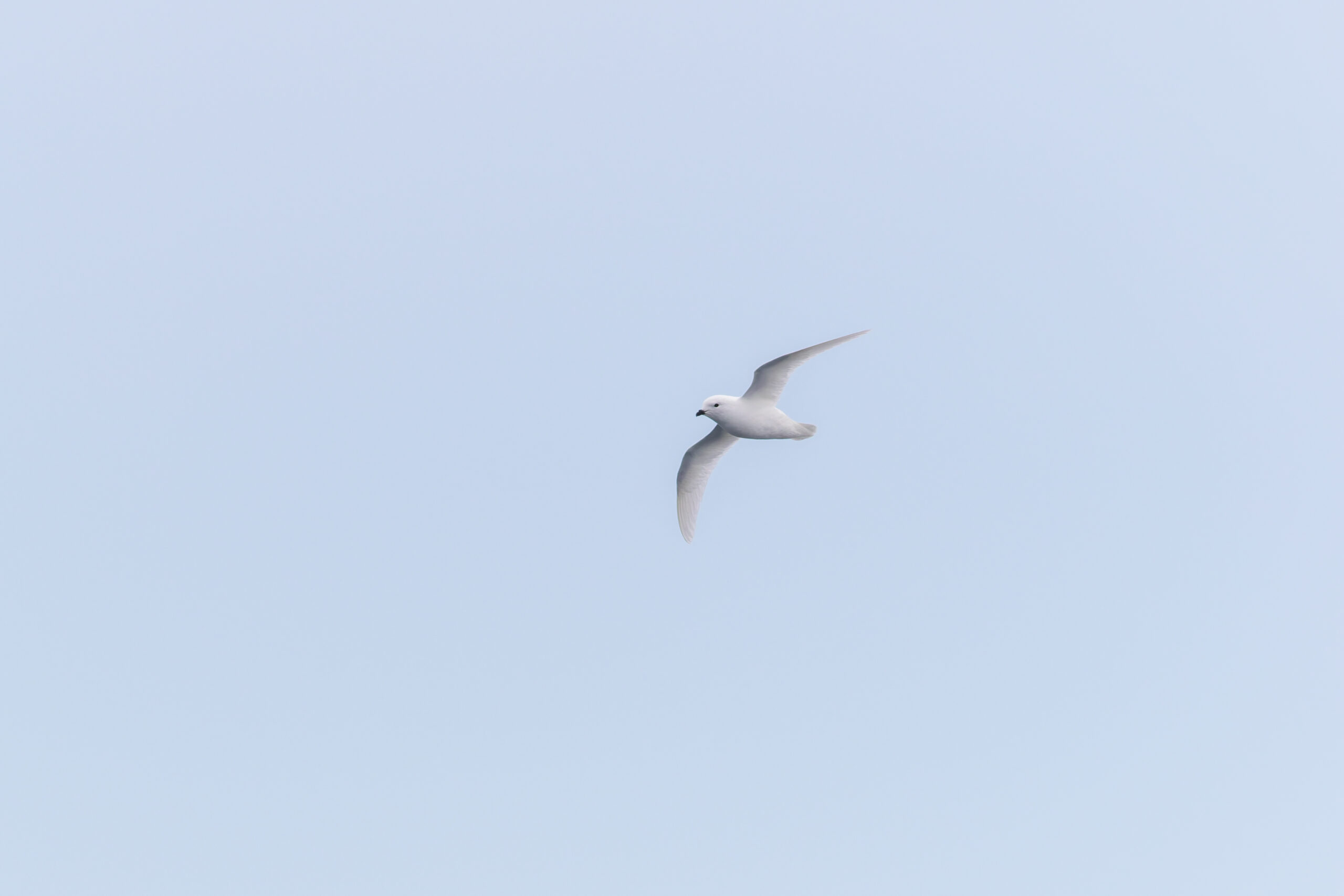 Snow Petrel (image by Diedert Koppenol)