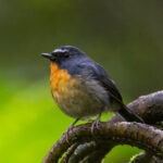 Snowy-browed Flycatcher (image by Sjoerd Radstaak)