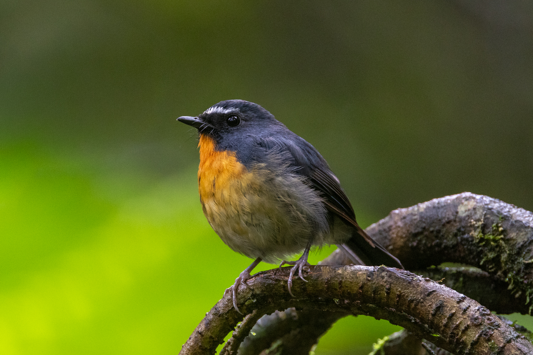 Snowy-browed Flycatcher (image by Sjoerd Radstaak)